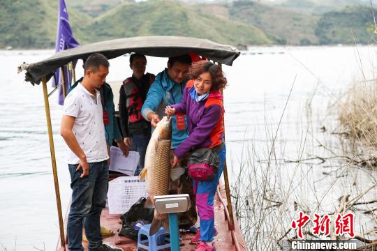 来自广西的女选手将钓到的鱼进行称重。　贺俊怡 摄